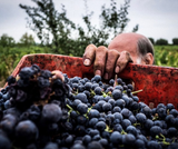 Primitivo Polvanera 14 DOC 2022 BIO (Gioia del Colle)