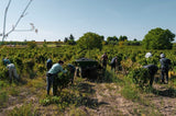 Primitivo Polvanera 14 DOC 2022 BIO (Gioia del Colle)